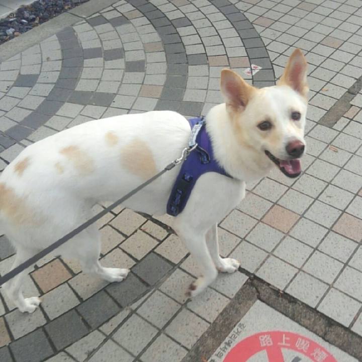 87af7adf dd86 416c 9425 9bf8185f332f