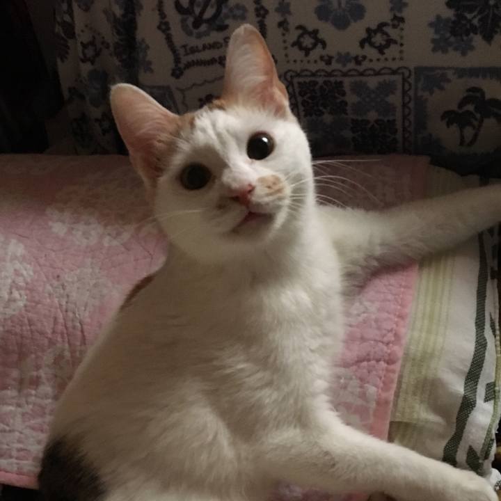 87bf8d68 be4d 4f7f 92a6 4ace04bcb140