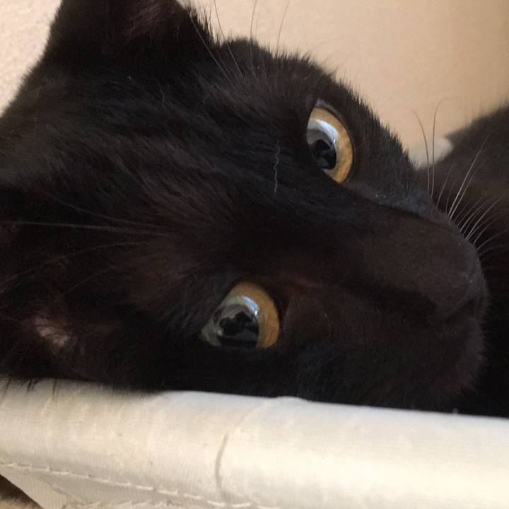 87bff6bb d655 4024 a61b fbc77f6ae7c7