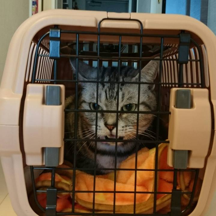 87c11af0 c88c 4081 87ca 88038c6a7104