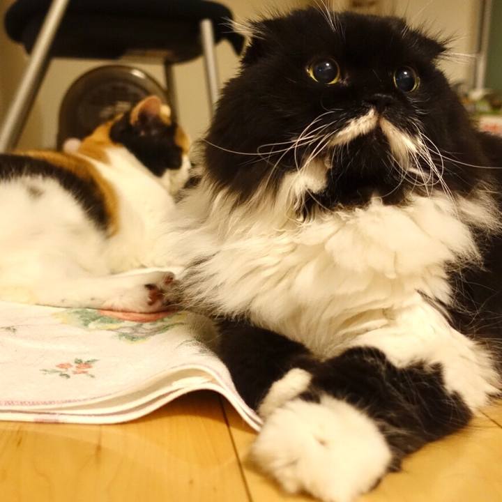 87d43e1a 6682 439e bb60 a705c05cd5fa