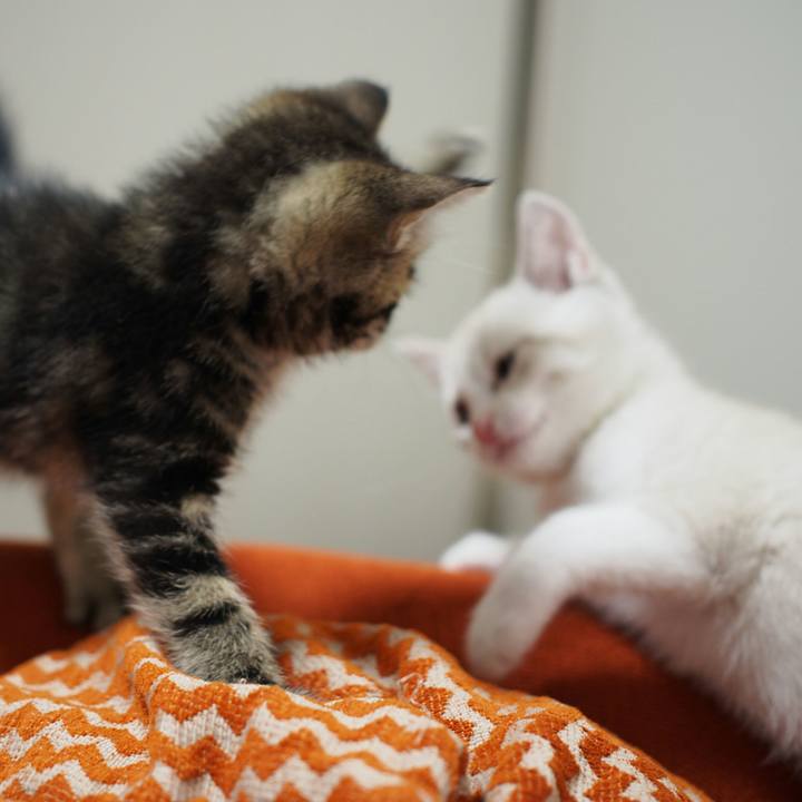 87da97ec e18b 4193 abff df33fd04ac3a