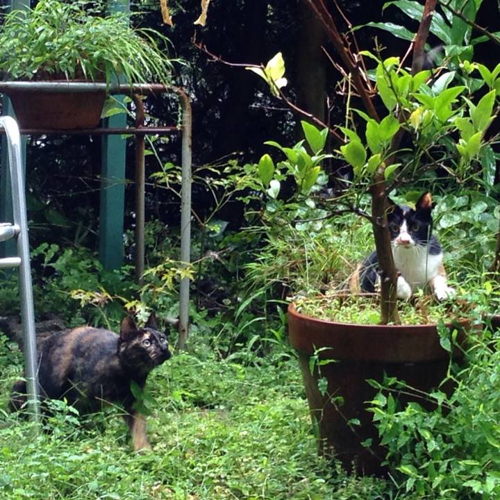 87f32bbe a585 4296 b3c7 ec60d3079f08