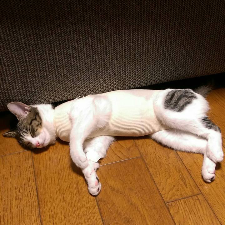 88155a2f 53db 4fc9 a243 36de782bd985