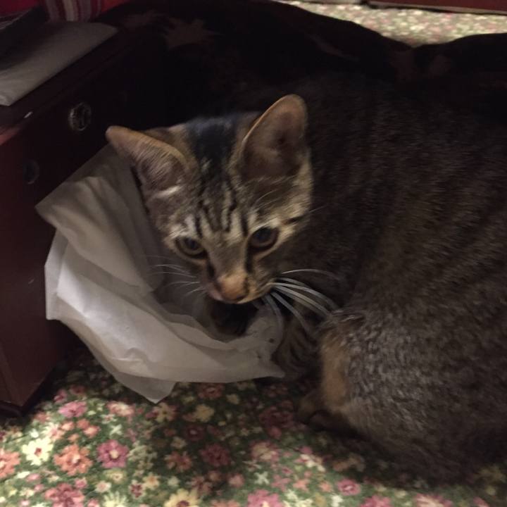 881e8a3e 291f 4277 8cf7 317fc8ee8200