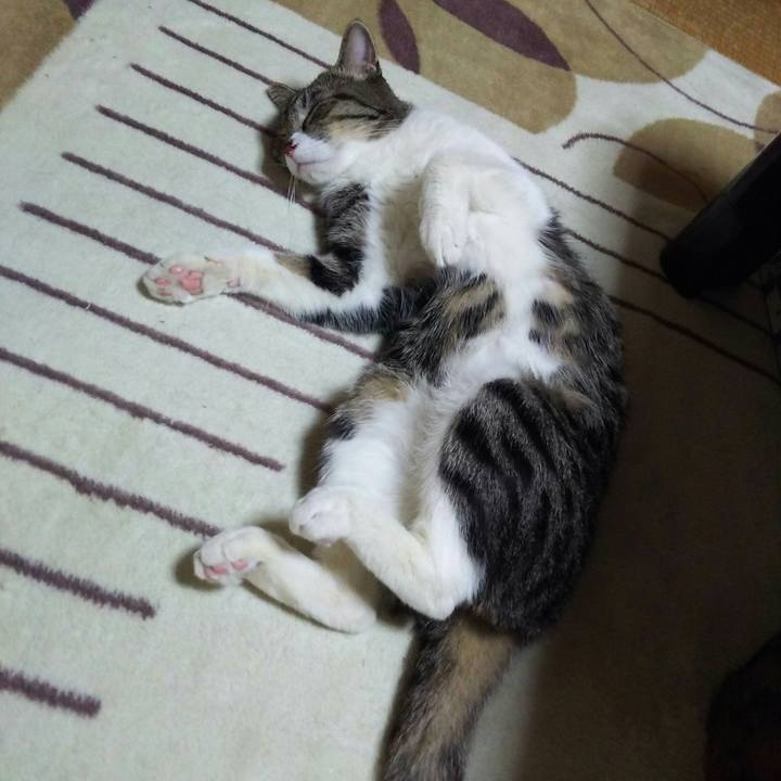 881ed626 cf51 455d 81fb b1f7d6a256e7