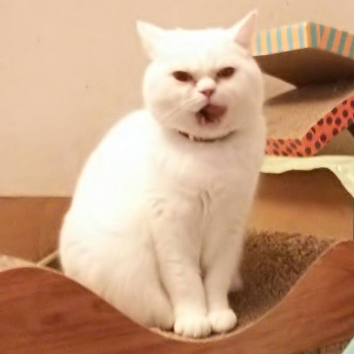 882020a6 44c3 4c8f 944f dd8e5640ac18