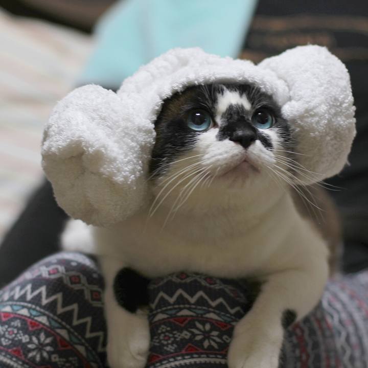 88258501 ca4f 4c09 b244 5bde496a58ab