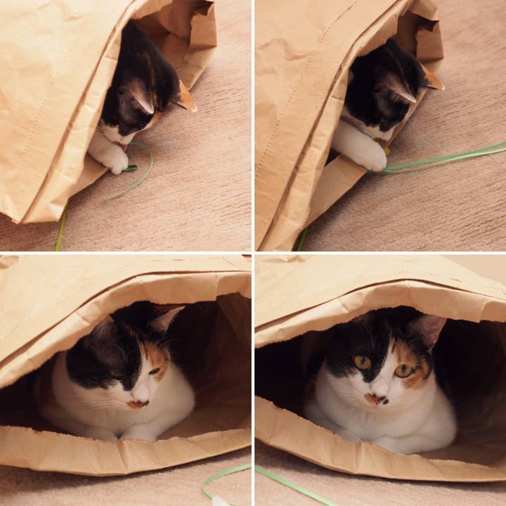 8839218f 65d0 4fe6 8a14 307e5588e0fa