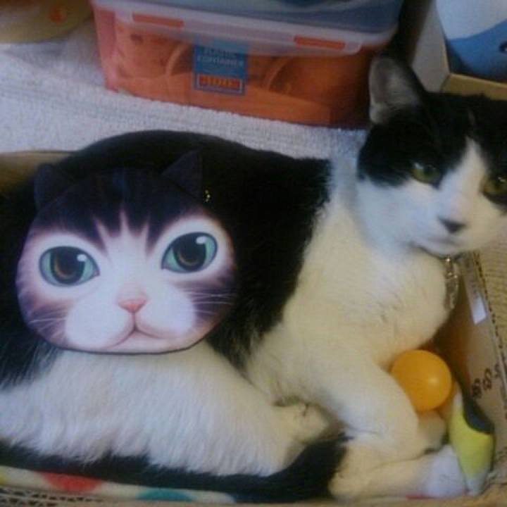 88529851 502c 4602 a806 50befbaf95b9