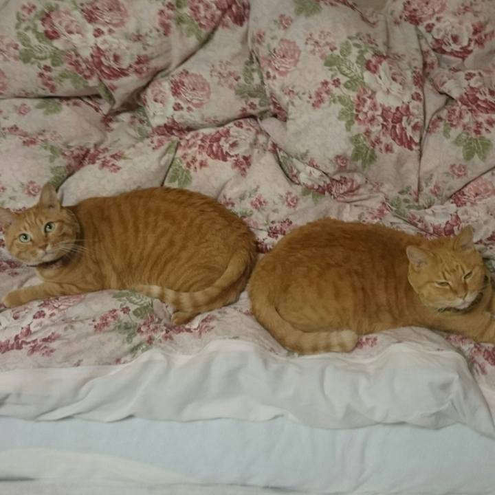 887198b5 9e1c 4378 8260 74196ec71c06