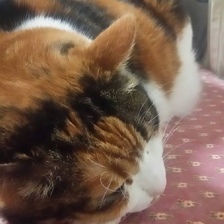 887c964a cbda 424d a227 52e82d76ac6a