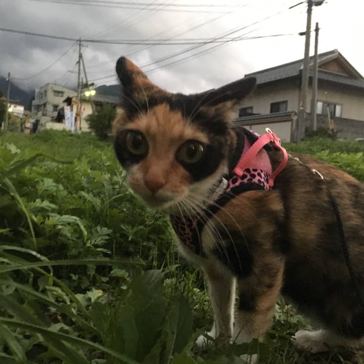 88987048 cfe1 422b 92f1 75f9634d830e