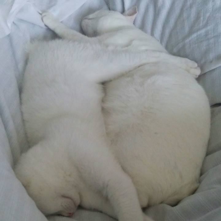 88a4c92a ff5a 44f3 8f71 2f5ae214bd96