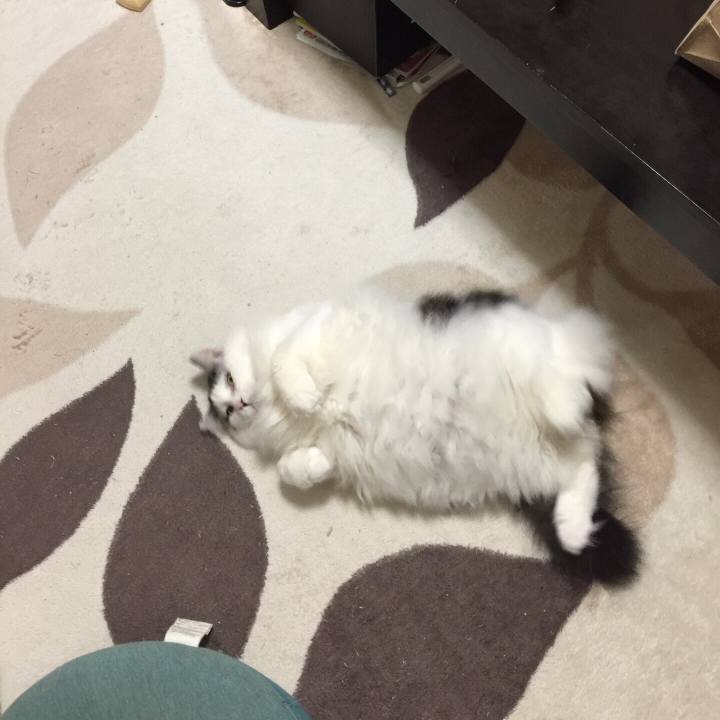 88a52c41 b4bc 4852 a724 9b4046aa826c