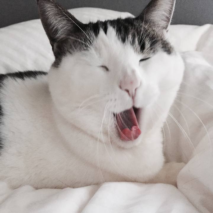 88a85bcc 7e3a 4d9b 8cf5 4a02b8247001