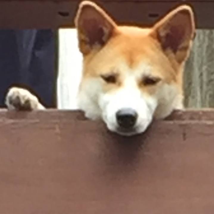 88ba601b e15e 49cf 9638 dda9afbedb02