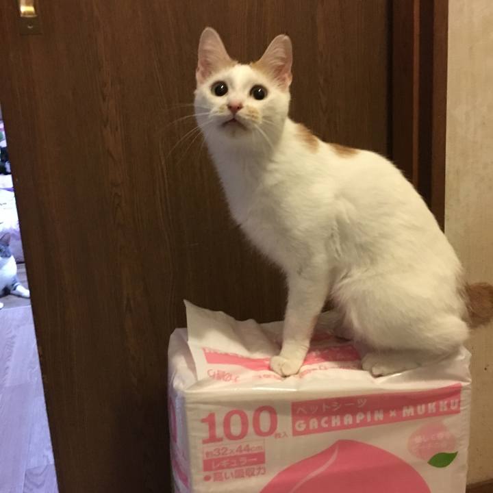 88cf6903 9bb2 4f53 b5c3 2f439ac23421