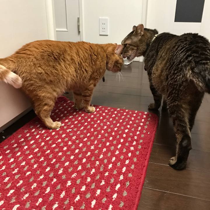 88d154c4 9568 43c0 9cb9 f0f50939b66a