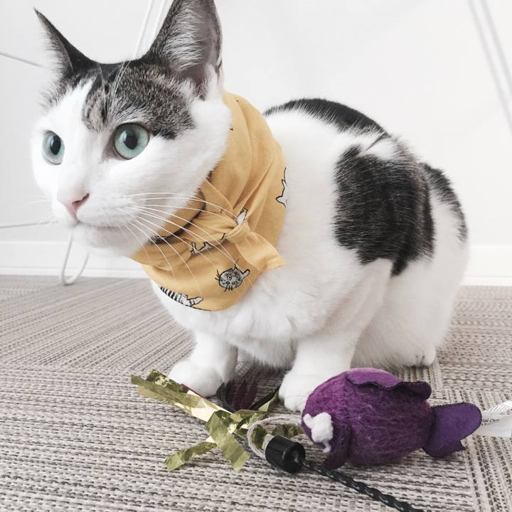 88d51db5 43e3 47e9 8669 63ea60bb8a45