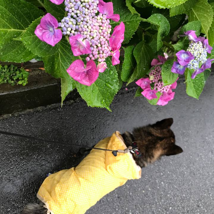 88e19d93 273e 4cc0 acc0 fea8b734ea10