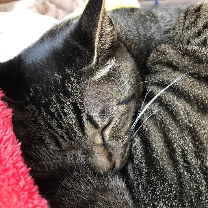 88e778c4 872f 486a 80bc 856f299855ef