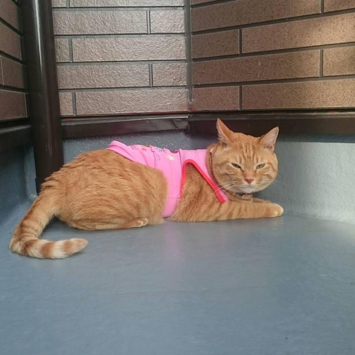 88ead7ea 5bd9 4358 8379 3f31499d2699