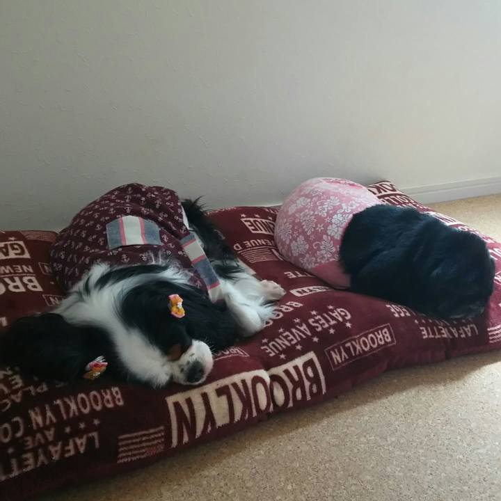 88ebc224 0772 49d9 8479 9cd3240fe638