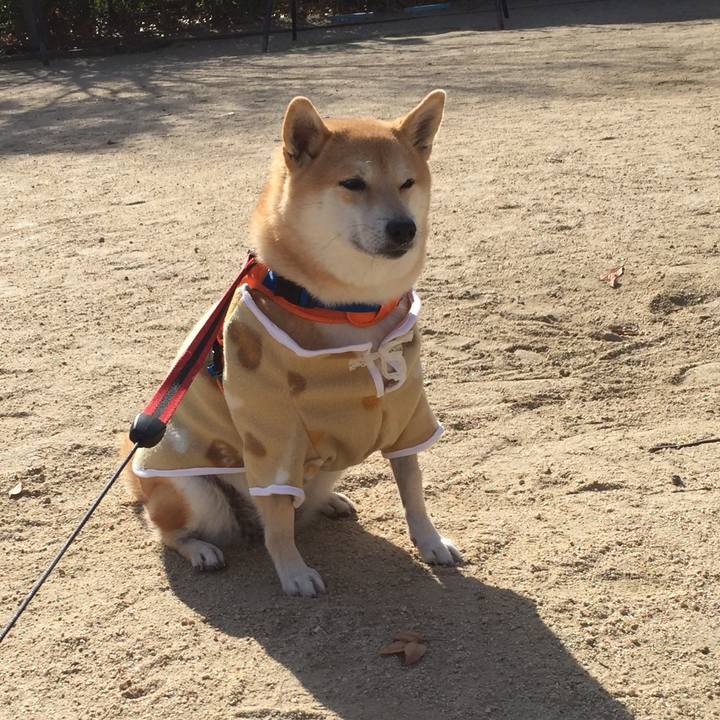 88f82b1f 16f1 4e9d b835 02e1fe3b094c