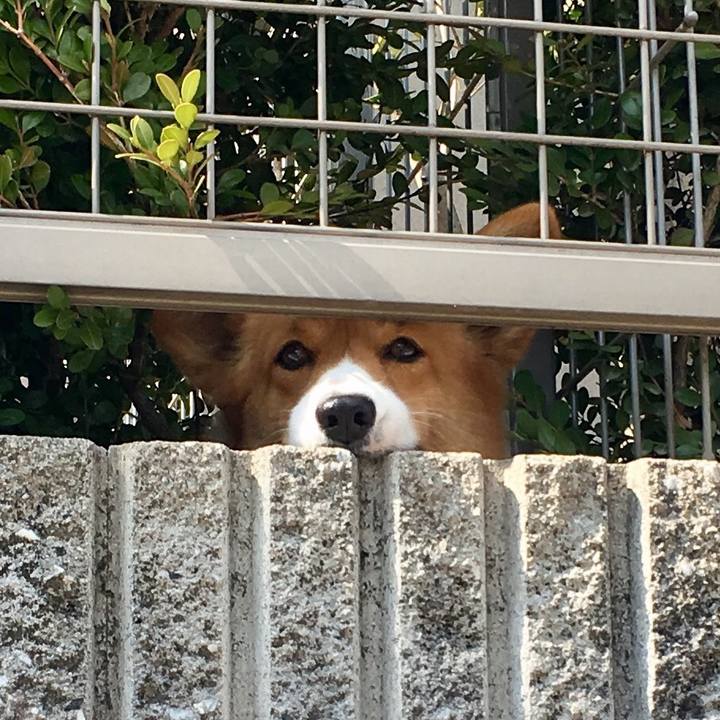 88f9b50f c068 433e adc9 328aea19cd3a