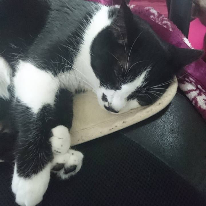 88fea124 7fee 4c53 b84e 2fc892670737