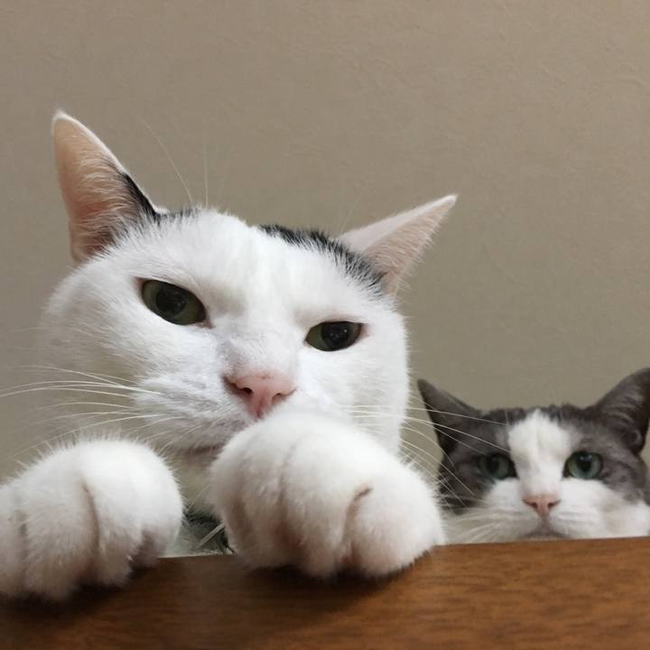 89303367 4dd8 4c2f a97e 0e8db594fdb3