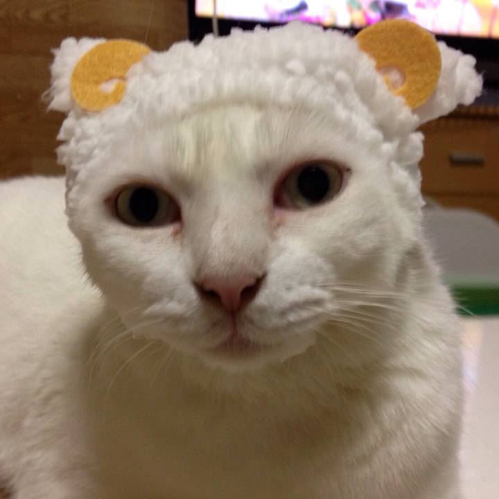 89378769 40fa 4a0c a653 b0b93436a543