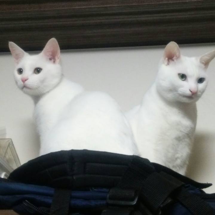 89417674 bbdf 463a bd2d 112b5278be34