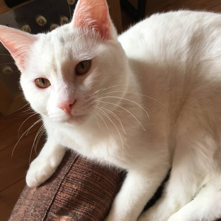 8950721a 0621 4b6d a44e c47faaa7f029