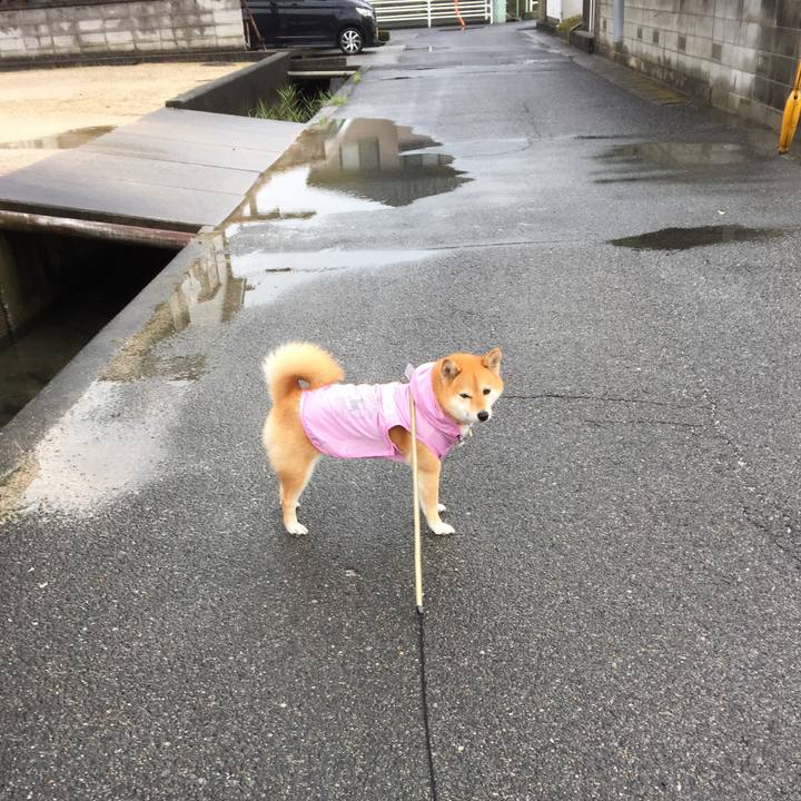 8976c4a6 87ce 49a5 b87e 1c868a7187d9