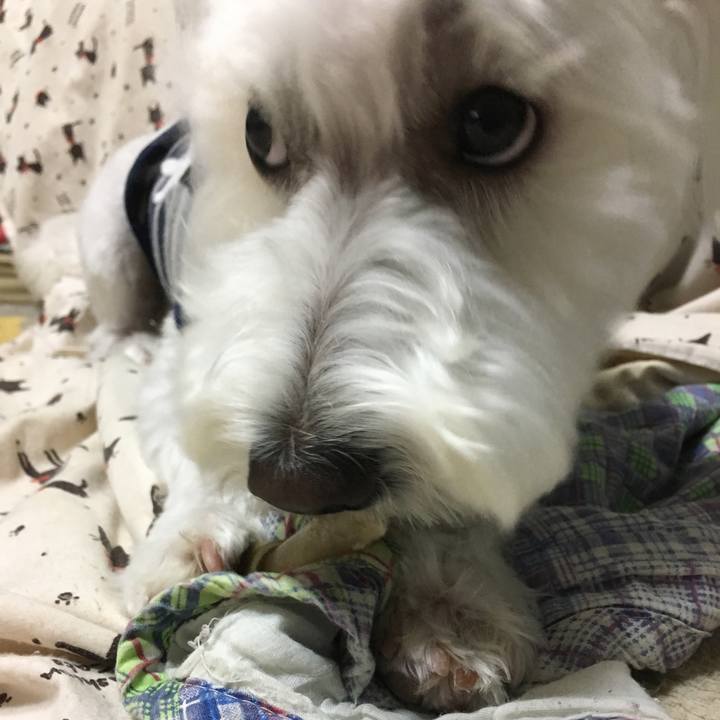 897bc16b cc74 463c b098 7a129f3f96bb