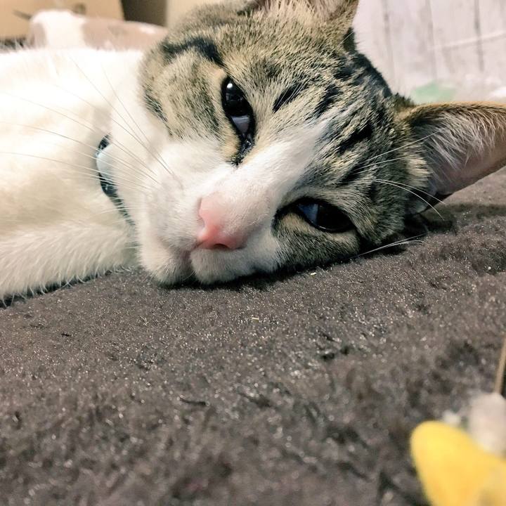 898d10b3 8684 43ea a24d 37e2e0f49884