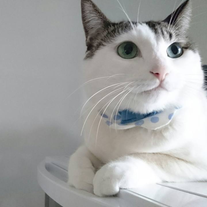 899d0700 b118 4f1c a077 a40c2ba2a935