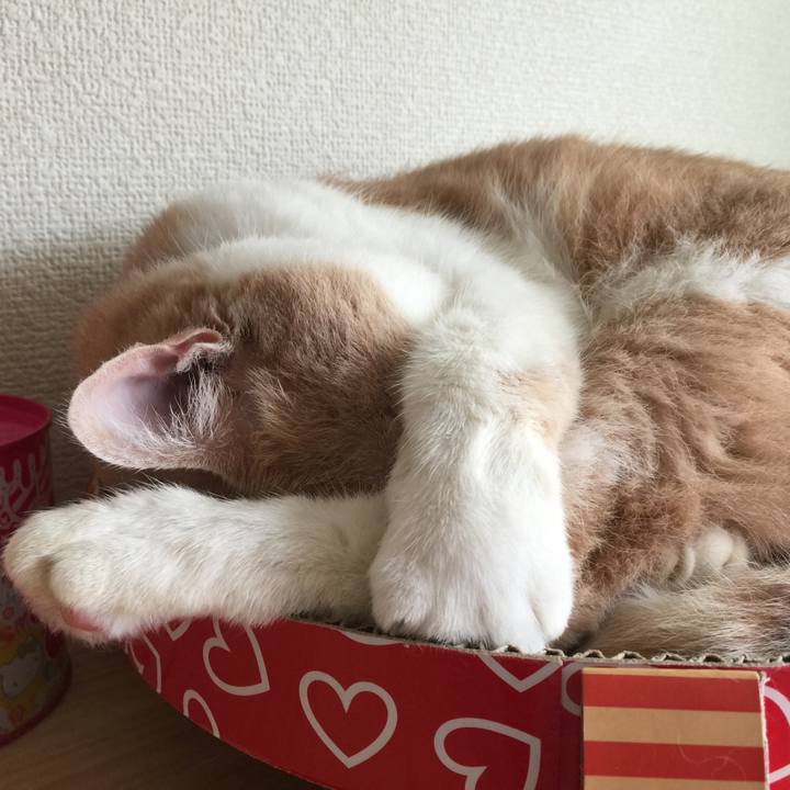 89c4a05c 1953 40b7 93bb 719f3c4449a6