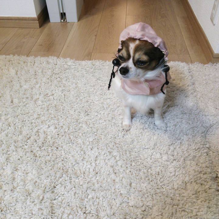 89caa55a 3812 4395 9a73 755c1e3a27c2