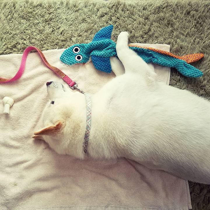 89f08e8e 1cd8 4dfc b94f a9fefd54a9e7