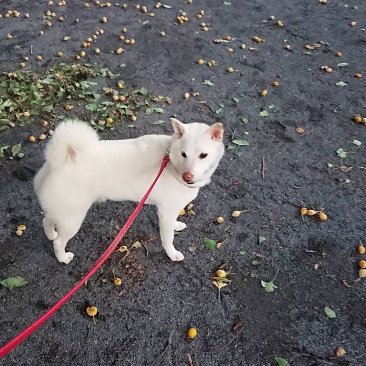 89ff0780 d380 4efe b7b2 ac7cab14d9be