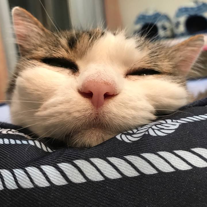 8a059566 f59d 4b19 8100 3126089f41a7