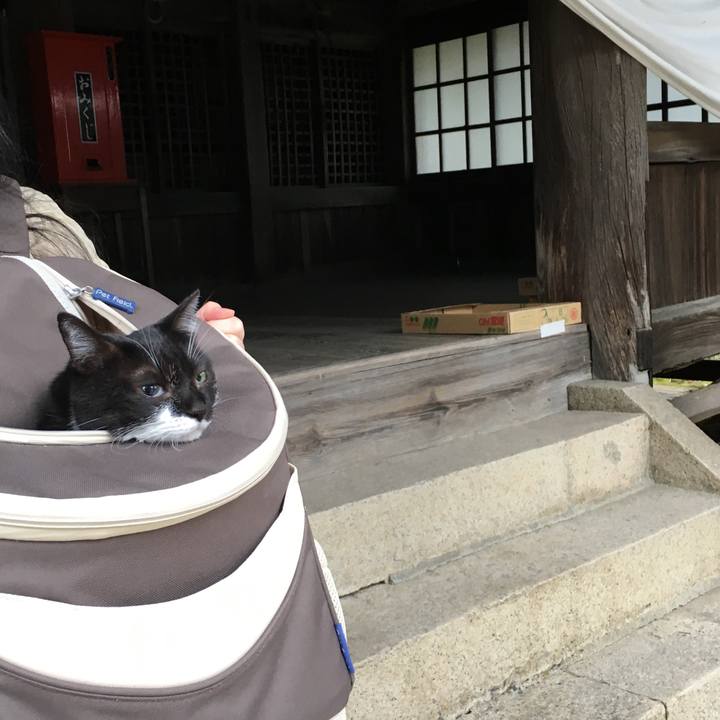 8a098c56 03c0 4264 8202 28ca2bc0b7a0