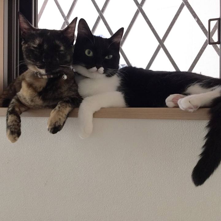 8a0a265c 7ee8 431c 90c6 b292fa0831f9