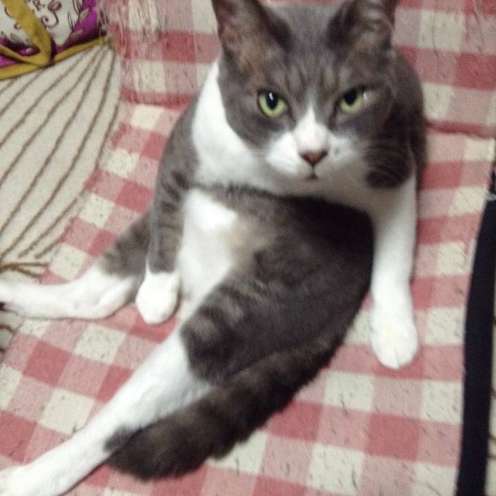 8a11514c c269 4555 9b8a 354ae418b05d