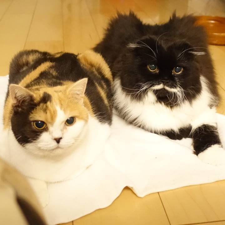 8a11c9e7 3290 4521 b326 58d256e2bcfa