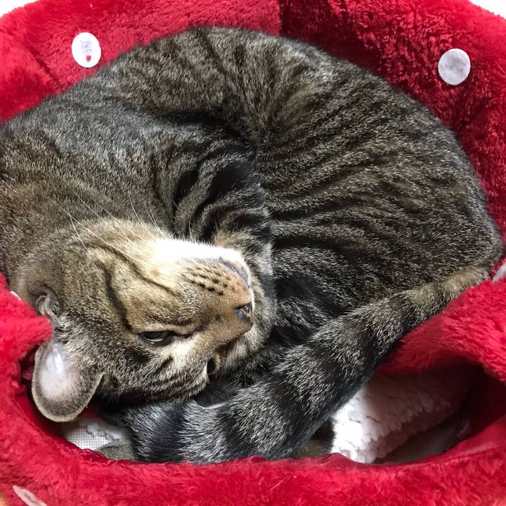 8a15c8fc 0b4c 46b2 838e 8c0acd645104