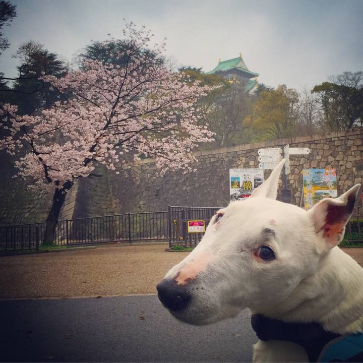 8a16d9f8 3333 47e9 ba2a c3fad52260bd